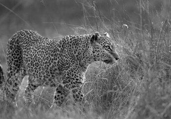 A leopard walking in the grasses of Masai Mara, Kenya