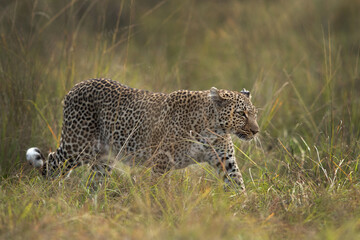 A leopard walking in the savannah grassland, Masai Mara, Kenya