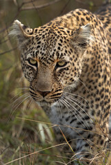 Portrait of a leopard at Masai Mara, Kenya