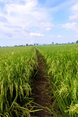 the view of the countryside with rice fields that are starting to turn yellow under a beautiful blue sky