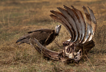 Hooded vulture feeding on carcass, Masai Mara, Kenya