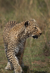 Closeup of a  leopard walking in the grassland of Masai Mara, Kenya