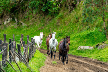 horses running on a dirt road