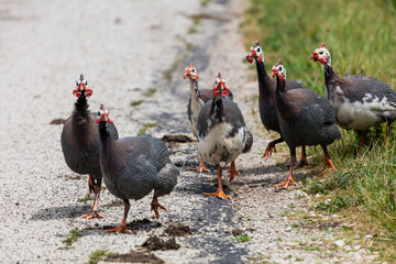 Small flock of helmeted guineafowl (Numida meleagris) is native  African bird, often domesticated...