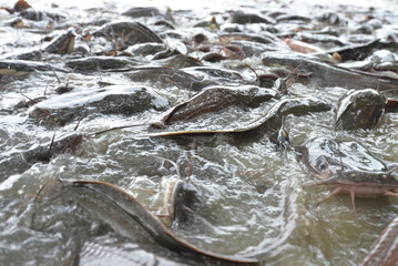  close up of fish in water