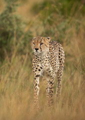 Fototapeta na wymiar Portrait of a Cheetah walking in the mid of tall grasses, Masai Mara