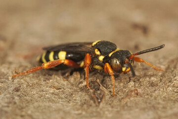 A macro shot of a colorful wasp-mimicking solitary cleptoparasite cuckoo bee, Nomada rufipes, sitting on wood