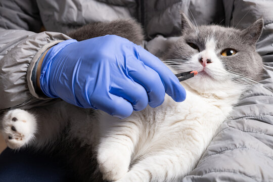 Giving A Pill To A Cat