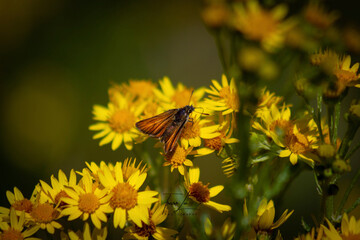 skipper on flower
