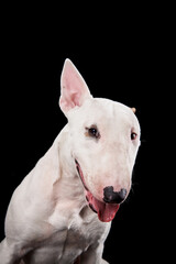 happy white bull terrier on a black background. Funny cute dog studio, for design.