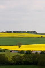 Virgin cross country train passing through fields in the cotswolds, Looking across the Cherwell valley in Spring.