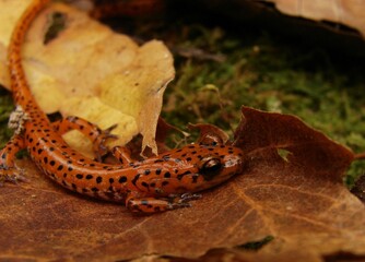 The Cave Salamander Found In Middle Tennessee.