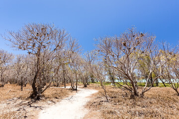 Sentier de randonnée passant entre des arbres avec de très nombreux nids d'oiseaux sur une île...
