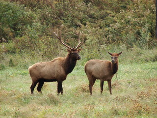 A Bull And Cow Elk Standing Together In A Field In Kentucky.