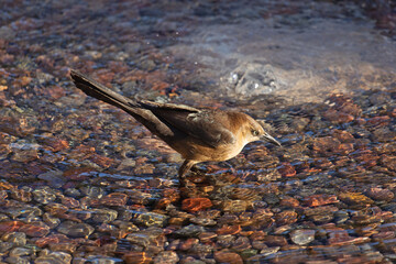 Oiseau de petite taille au plumage gris et ocre jaune avec un petit bec pointu prenant son bain un...
