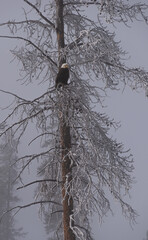 Blad Eagle Roosting in Frost Covered Tree on Winter Morning. 
