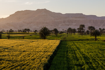 Palms and lush fields in the valley of Nile river, Egypt