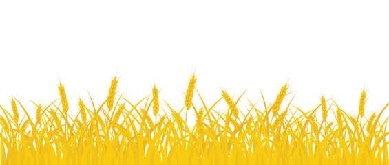 Wheat field. Ears of yellow wheat on a white background. 