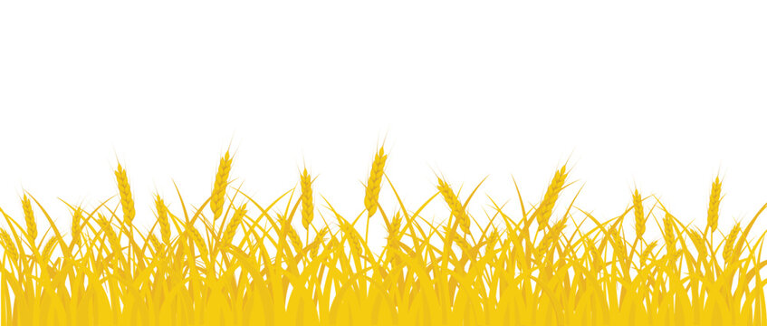 Wheat field. Ears of yellow wheat on a white background. 