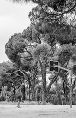 Obraz premium trees in the snow