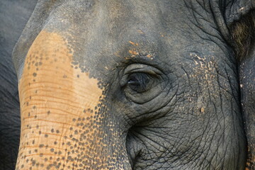 Elephant Eye
