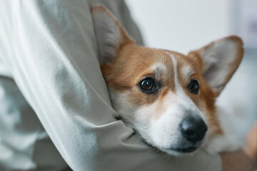 Close-up of muzzle of cute sick welsh pembroke corgi dog held by owner