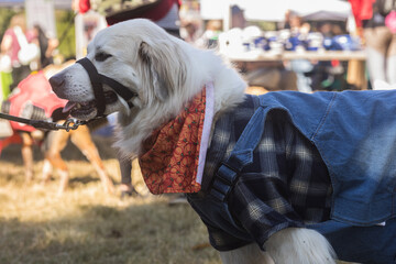 Dog Dressed In Farmer Costume For Atlanta Canine Halloween Contest