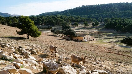 burros caminando libremente en la sierra del safari Aitana, Alicante España