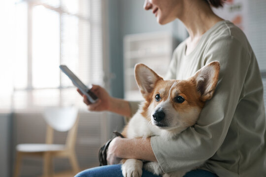 Side view of young female owner of corgi dog using mobile phone