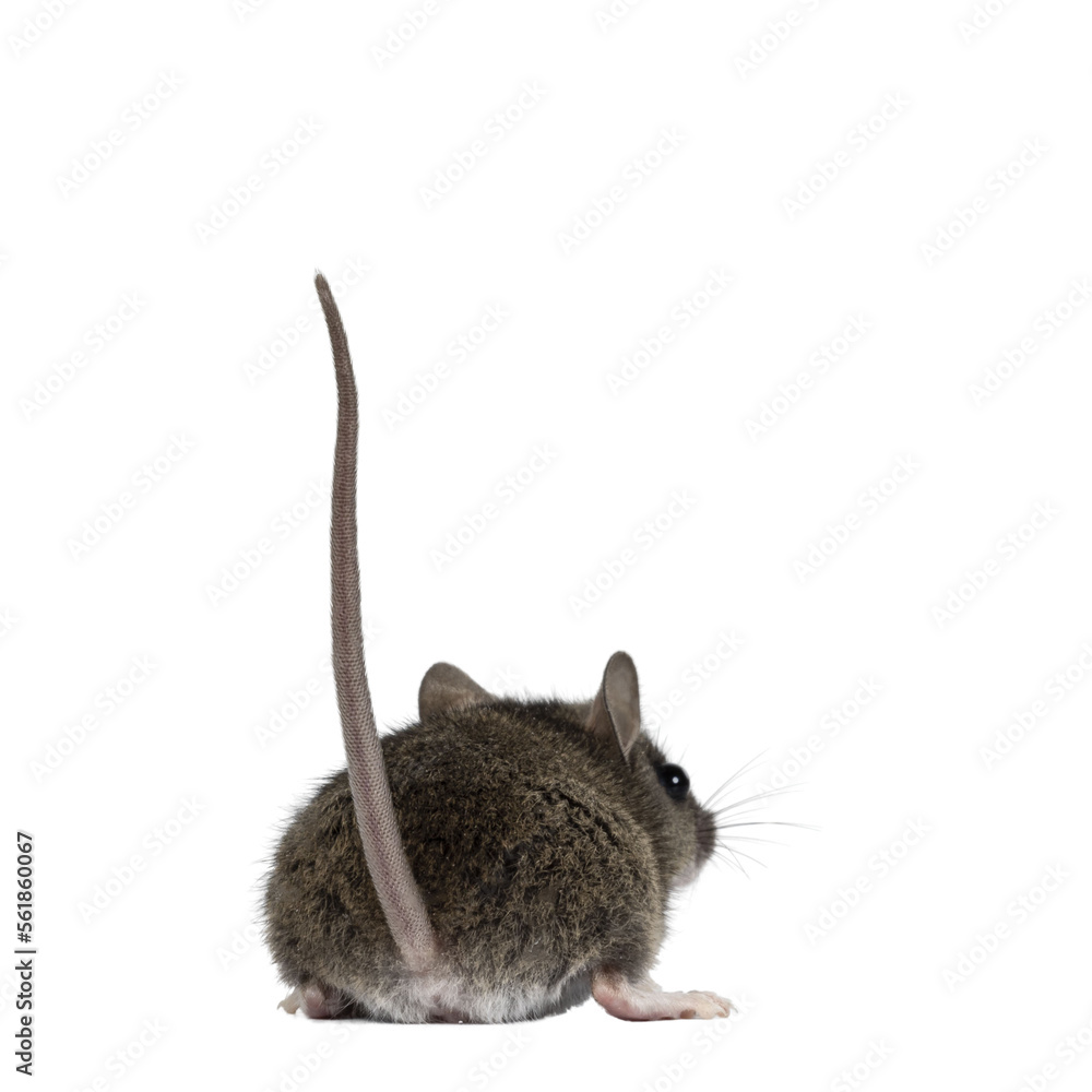 Aufkleber backside of plain house mouse aka mus musculus, standing backwards with tail up. looking away from c
