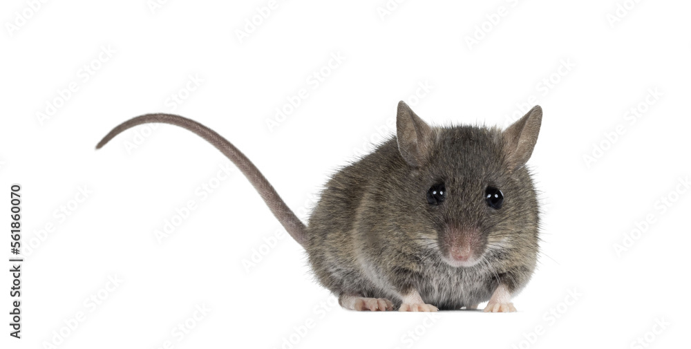 Aufkleber close up of plain house mouse aka mus musculus, standing facing front with tail up. looking straight