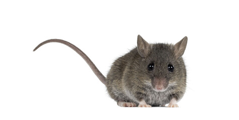 Close up of plain house mouse aka Mus Musculus, standing facing front with tail up. Looking...