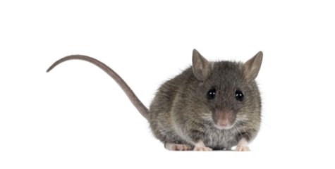 Close up of plain house mouse aka Mus Musculus, standing facing front with tail up. Looking straight towards camera. Isolated cutout on a transparent background.