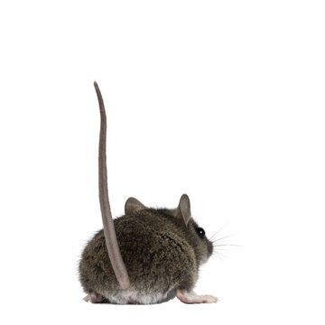 Backside of plain house mouse aka Mus Musculus, standing backwards with tail up. Looking away from camera. Isolated cutout on a transparent background.