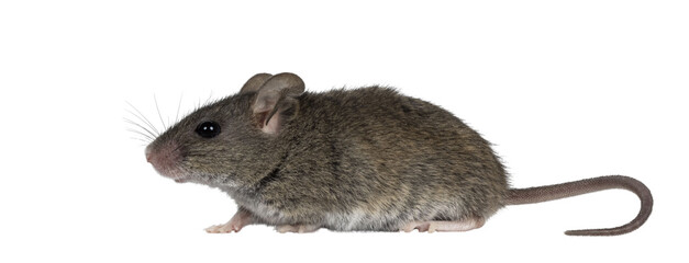 Close up of plain house mouse aka Mus Musculus, standing side ways. Looking ahead and away from camera. Isolated cutout on a transparent background.