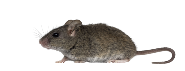 Close up of plain house mouse aka Mus Musculus, standing side ways. Looking ahead and away from camera. Isolated cutout on a transparent background.
