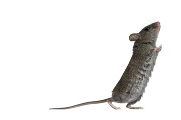 Close up of plain house mouse aka Mus Musculus, standing side ways up against wall. Looking up and away from camera. Isolated cutout on a transparent background. - obrazy, fototapety, plakaty