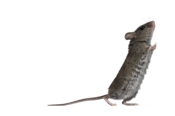 Close up of plain house mouse aka Mus Musculus, standing side ways up against wall. Looking up and away from camera. Isolated cutout on a transparent background.