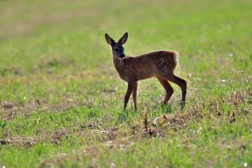 Roe deer fawn grazing grass on meadow in summer