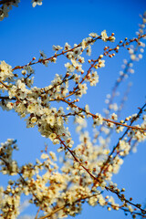 White cherry plum flowers in the garden against the blue sky. Spring background