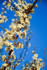 White cherry plum flowers in the garden against the blue sky. Spring background