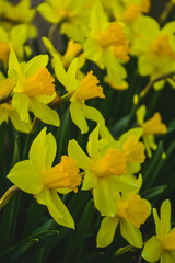 Selective focus. Lots of yellow daffodils. Spring flowers. The feast of the bright Easter. Flower bed with flowers.