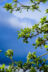 Fototapeta premium White apple blossoms in the garden against the blue sky. Spring background