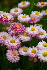 Pink flowers of garden daisies daisies. Floral background. Flowers in the garden