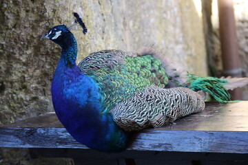 the peacock said Léon