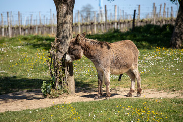 âne marron dans le pré