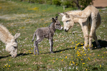 Ânon et sa maman dans le pré