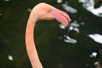 フラミンゴ