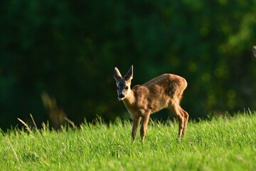 Roe deer fawn grazing grass on meadow in summer