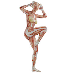 human body anatomy posing with transparent background